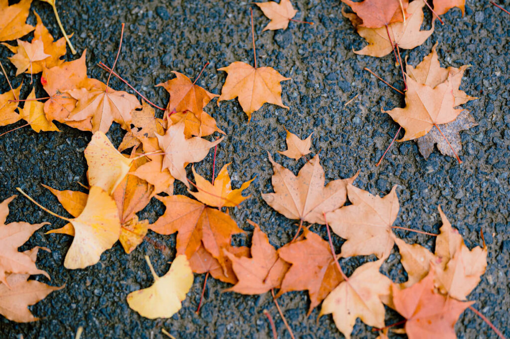 The ground is covered in a blanket of colorful autumn leaves, a stunning display of the changing of the seasons. Picture taking during an Engagement Session in Fall
